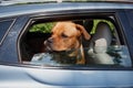 Dog on guard and sticking head out of car window Royalty Free Stock Photo