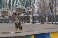 Dog is guarding carousel in entertaiment park