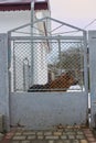 Dog guarding the house,German shepherd guards the old gate in winter