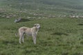 Dog guarding a large flock of sheep in mountains Royalty Free Stock Photo