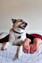 Dog guarding person on bed