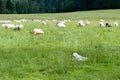 Dog guarding sheep