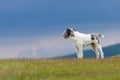 Dog guarding sheep