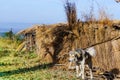 Dog guarding a straw hut in the mountains