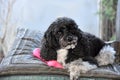 Dog guards his squeaky toy bone