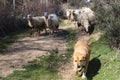 Dog guiding sheeps Royalty Free Stock Photo