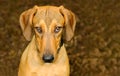 Dog Guilty Animal Shy Naughty Embarrassed Funny Sad Long Face Closeup Royalty Free Stock Photo