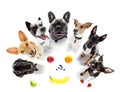 Couple of dogs  around healthy fruits Royalty Free Stock Photo