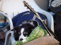 Dog and guitar Royalty Free Stock Photo