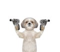 Dog with guns is murderer Royalty Free Stock Photo