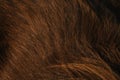 Dog hair close-up. Body details of Australian Shepherd red tricolor. Aussie long brown hair. Minimalism, can be used as background Royalty Free Stock Photo