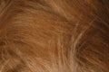 Dog hair close-up. Body details of Australian Shepherd red tricolor. Aussie long brown hair. Minimalism, can be used as background Royalty Free Stock Photo