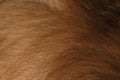 Dog hair close-up. Body details of Australian Shepherd red tricolor. Aussie long brown hair. Minimalism, can be used as background Royalty Free Stock Photo