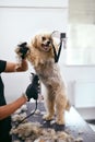 Dog Hair Cut. Groomer Grooming Dog With Trimmer At Pet Salon Royalty Free Stock Photo