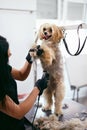 Dog Hair Cut. Groomer Grooming Dog With Trimmer At Pet Salon Royalty Free Stock Photo