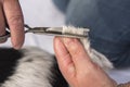 Dog hair cutting with the effilating scissors - grooming Royalty Free Stock Photo