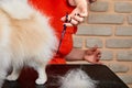 little dog at hair cutting procedure by professional, at grooming salon Royalty Free Stock Photo