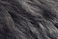 Dog hair texture