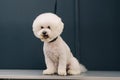 Dog haircut in salon. Pet care. Royalty Free Stock Photo