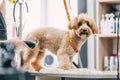 Dog haircut in salon. Pet care. Royalty Free Stock Photo