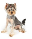 Dog with haircut sits on white Royalty Free Stock Photo