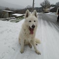 Dog Haku love cold weather and snow