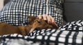 A dog half asleep in a bed, while a woman`s hand caresses his head