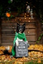 Dog in Halloween with Book of Spells. Autumn Hollidays and celebration.