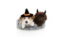 Dog halloween or carnival costume. Jack russell with wizard or witch hat and poodle with devil horns. Isolated on white background Royalty Free Stock Photo