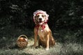 Dog in halloween fairy-tale costume of little red cap. Cute puppy poses in red riding hoold cap and basket with pastry in green f