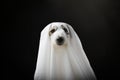 DOG HALLOWEEN GHOST COSTUME PARTY, ISOLATED AGAINTS BLACK BACKGROUND