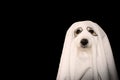 DOG HALLOWEEN GHOST COSTUME PARTY. JACK RUSSELL COVERED WITH A BLANKET. ISOLATED AGAINTS BLACK BACKGROUND