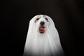 DOG HALLOWEEN GHOST COSTUME PARTY, MAKING A FUNNY FACE. ISOLATED ON BLACK BACKGROUND