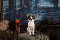 Dog in a Halloween night setting Royalty Free Stock Photo