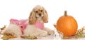 Dog in halloween setting Royalty Free Stock Photo