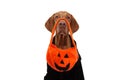 Dog halloween trick or treat with pumpkin bag and black dressed.  Isolated on white background Royalty Free Stock Photo