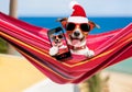 Dog on hammock at christmas