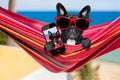 Dog on hammock in summer Royalty Free Stock Photo