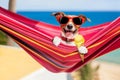 Dog on hammock in summer with ice cream Royalty Free Stock Photo