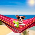 Dog on hammock in summer Royalty Free Stock Photo