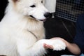 Dog hand shaking with human - friendship and pet training concept