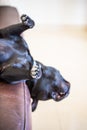 Dog handing his head off a sofa sleeping Royalty Free Stock Photo