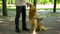 Dog handler feeding retriever, training pet in park, giving obedience commands Royalty Free Stock Photo