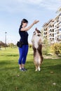 Dog Handler Training Australian Shepherd Relationship Outdoor Park Practice Pose Trick Royalty Free Stock Photo
