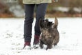 Cairn Terrier. Dog handler is walking with his obedient dog in snowy winter Royalty Free Stock Photo