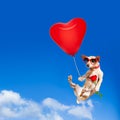 Dog hanging on balloon in air for valentines day Royalty Free Stock Photo