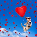 Dog hanging on balloon in air for valentines day Royalty Free Stock Photo