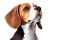 Dog happy beagle pet canine breed background animal mammal hound cute pedigree puppy Royalty Free Stock Photo