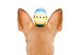 Happy easter dog with egg Royalty Free Stock Photo