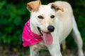 Dog Happy Face Royalty Free Stock Photo